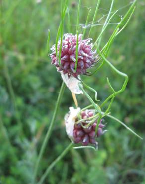 Fotografia 14 da espécie Allium vineale no Jardim Botânico UTAD