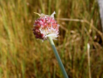 Fotografia da espécie Allium vineale