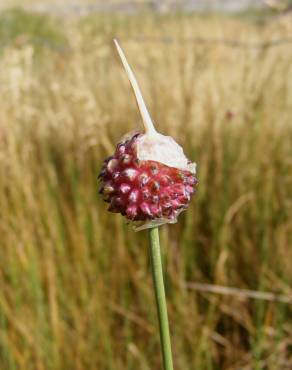 Fotografia 16 da espécie Allium vineale no Jardim Botânico UTAD