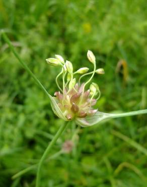 Fotografia 17 da espécie Allium vineale no Jardim Botânico UTAD