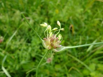 Fotografia da espécie Allium vineale