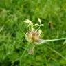 Fotografia 17 da espécie Allium vineale do Jardim Botânico UTAD