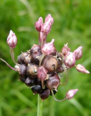 Fotografia 18 da espécie Allium vineale no Jardim Botânico UTAD