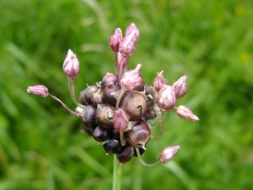 Fotografia da espécie Allium vineale