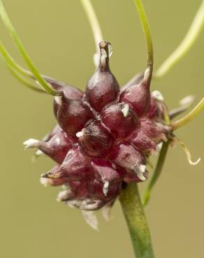 Fotografia 20 da espécie Allium vineale no Jardim Botânico UTAD