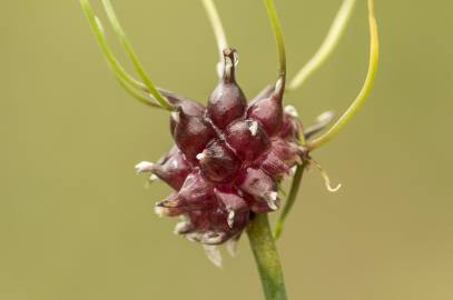 Fotografia da espécie Allium vineale