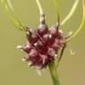 Fotografia 20 da espécie Allium vineale do Jardim Botânico UTAD