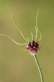 Fotografia da espécie Allium vineale