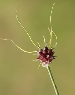 Fotografia 21 da espécie Allium vineale no Jardim Botânico UTAD