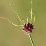 Fotografia 21 da espécie Allium vineale do Jardim Botânico UTAD