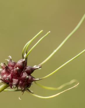 Fotografia 22 da espécie Allium vineale no Jardim Botânico UTAD