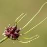 Fotografia 22 da espécie Allium vineale do Jardim Botânico UTAD