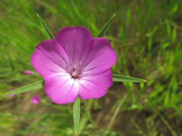 Fotografia da espécie Agrostemma githago