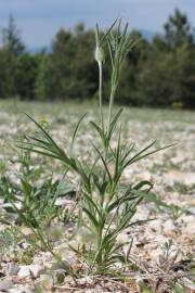 Fotografia da espécie Agrostemma githago