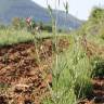 Fotografia 30 da espécie Agrostemma githago do Jardim Botânico UTAD