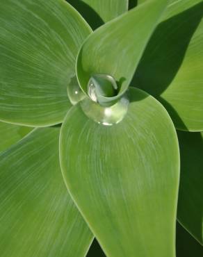 Fotografia 13 da espécie Agave attenuata no Jardim Botânico UTAD