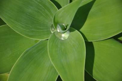 Fotografia da espécie Agave attenuata