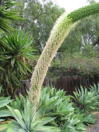 Fotografia da espécie Agave attenuata