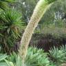 Fotografia 16 da espécie Agave attenuata do Jardim Botânico UTAD