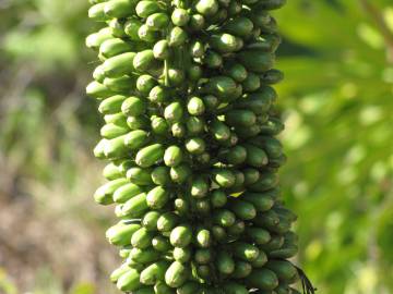 Fotografia da espécie Agave attenuata