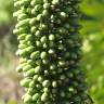 Fotografia 17 da espécie Agave attenuata do Jardim Botânico UTAD