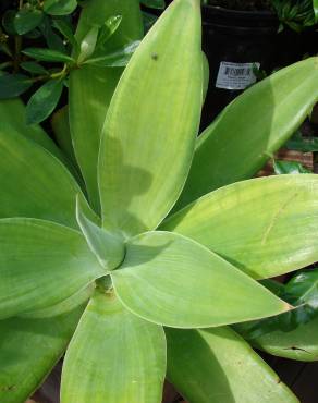 Fotografia 18 da espécie Agave attenuata no Jardim Botânico UTAD