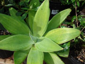 Fotografia da espécie Agave attenuata