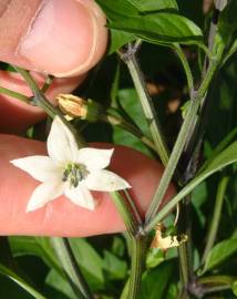 Fotografia da espécie Capsicum annuum