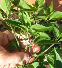 Fotografia da espécie Capsicum annuum