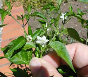 Fotografia da espécie Capsicum annuum