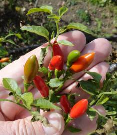 Fotografia da espécie Capsicum annuum