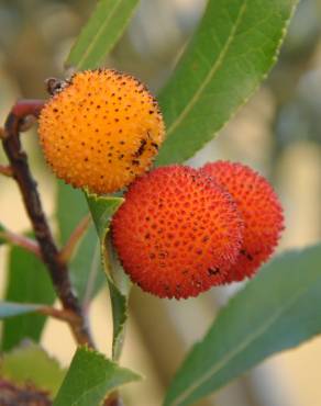 Fotografia 11 da espécie Arbutus unedo no Jardim Botânico UTAD