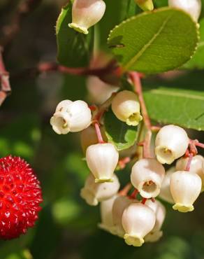 Fotografia 12 da espécie Arbutus unedo no Jardim Botânico UTAD