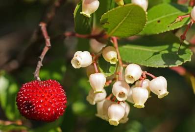 Fotografia da espécie Arbutus unedo