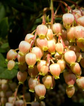 Fotografia 13 da espécie Arbutus unedo no Jardim Botânico UTAD