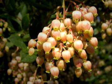 Fotografia da espécie Arbutus unedo