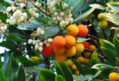 Fotografia da espécie Arbutus unedo