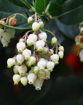 Fotografia 15 da espécie Arbutus unedo no Jardim Botânico UTAD