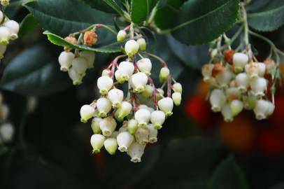 Fotografia da espécie Arbutus unedo