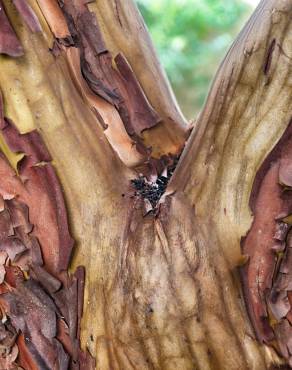 Fotografia 16 da espécie Arbutus unedo no Jardim Botânico UTAD