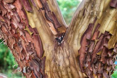 Fotografia da espécie Arbutus unedo