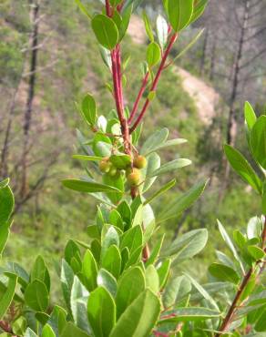 Fotografia 17 da espécie Arbutus unedo no Jardim Botânico UTAD