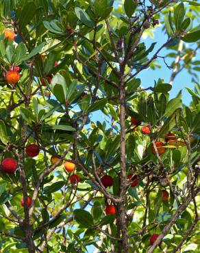 Fotografia 18 da espécie Arbutus unedo no Jardim Botânico UTAD