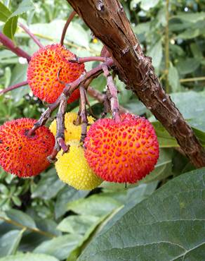 Fotografia 19 da espécie Arbutus unedo no Jardim Botânico UTAD