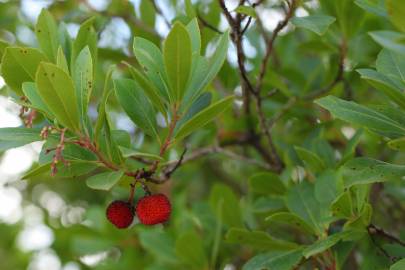 Fotografia da espécie Arbutus unedo