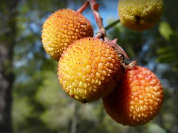 Fotografia da espécie Arbutus unedo