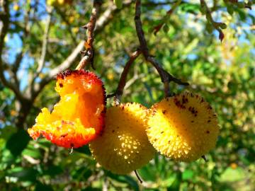 Fotografia da espécie Arbutus unedo