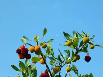 Fotografia da espécie Arbutus unedo