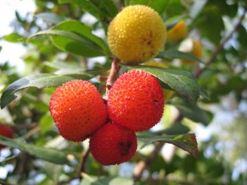 Fotografia da espécie Arbutus unedo