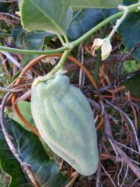 Fotografia da espécie Araujia sericifera